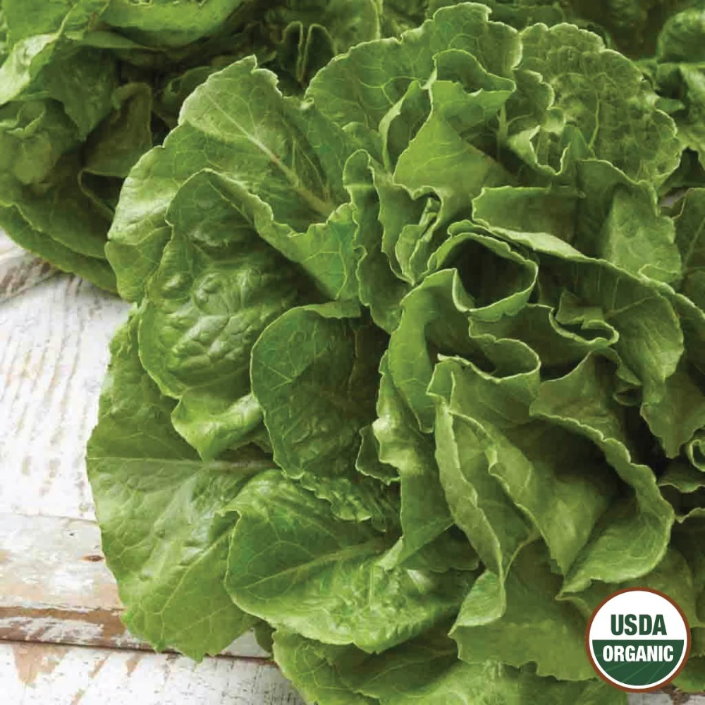 Image of Lettuce, Buttercrunch Organic Seeds, 1.2g
