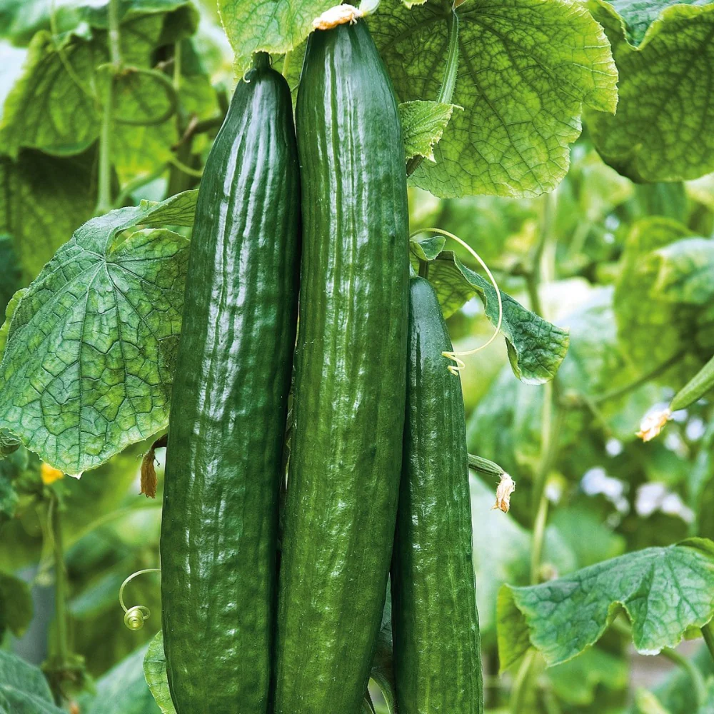 Image of Cucumber, The Big Dill Seeds, 980mg