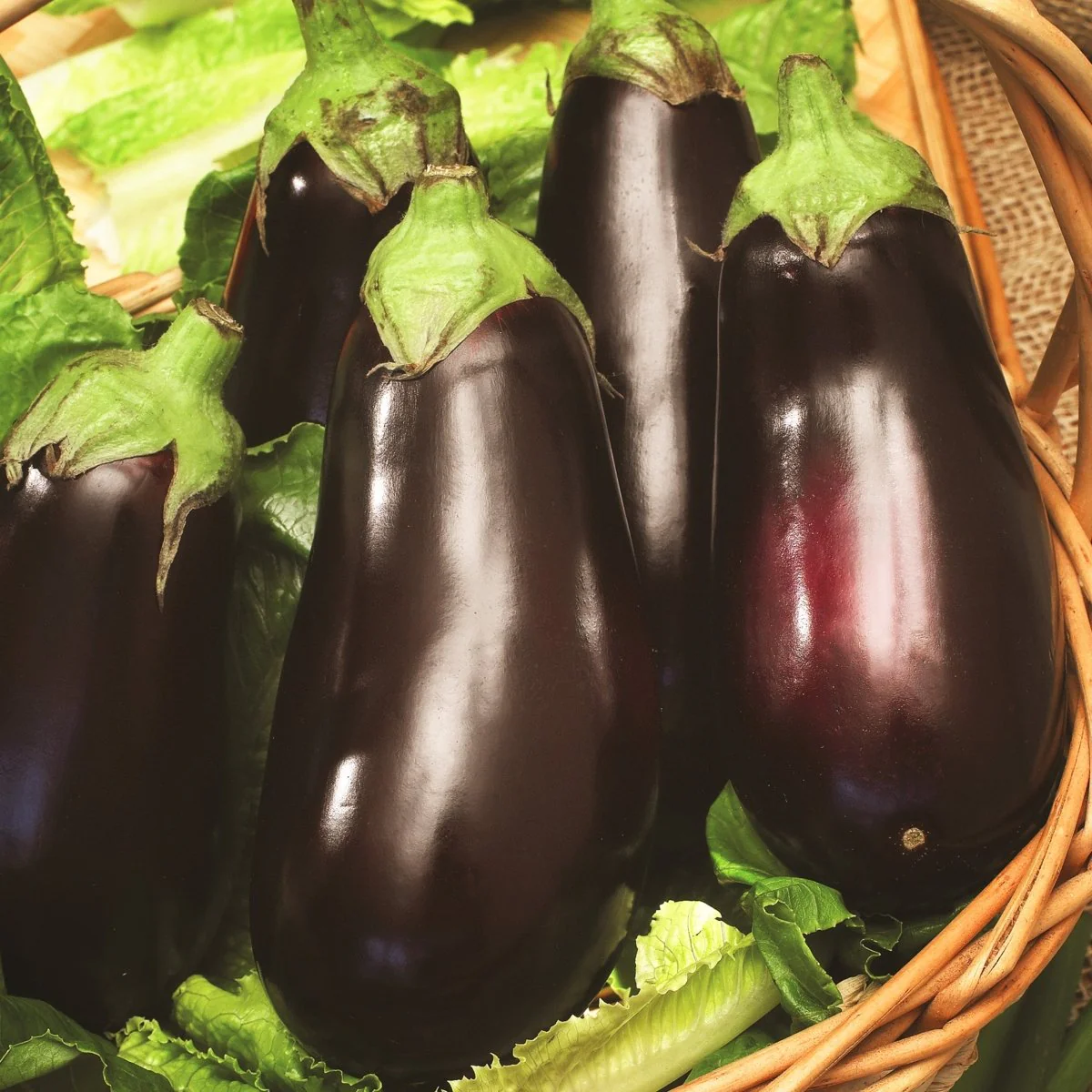 Image of Eggplant, Black Beauty Heirloom Seeds, 400mg