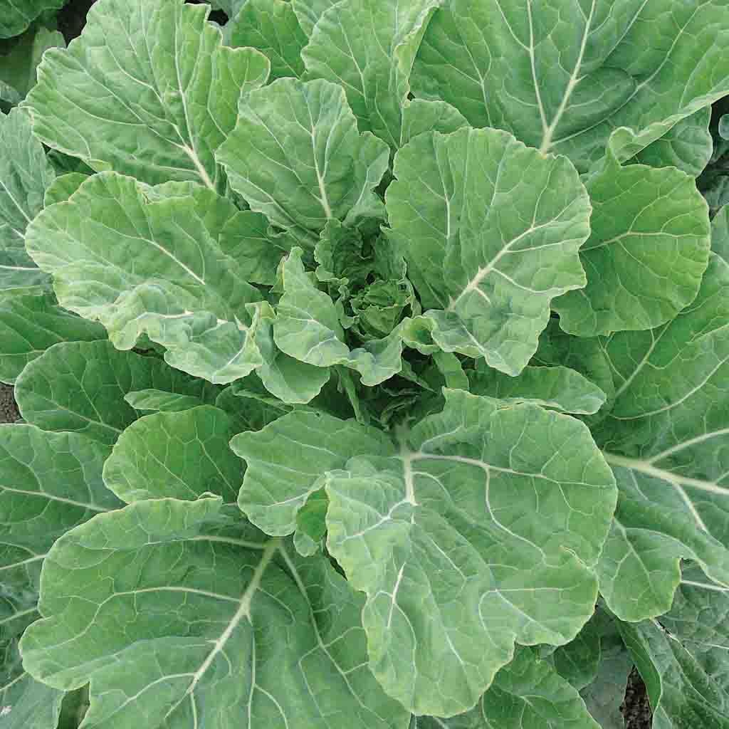 Image of Collards, Georgia Southern Seeds, 3g