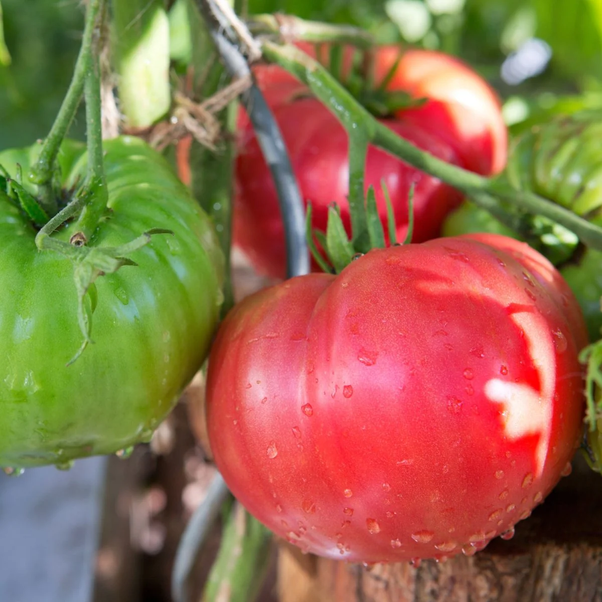 Image of Tomato, Beefed Up Beefsteak Hybrid Seeds, 200mg