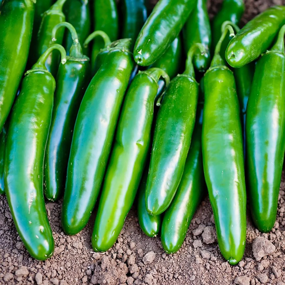 Image of Pepper, Super Nacho Jalapeno Seeds, 200mg