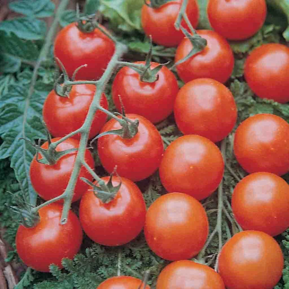 Image of Tomato, Supersweet 100 VF Hybrid Seeds, 180mg