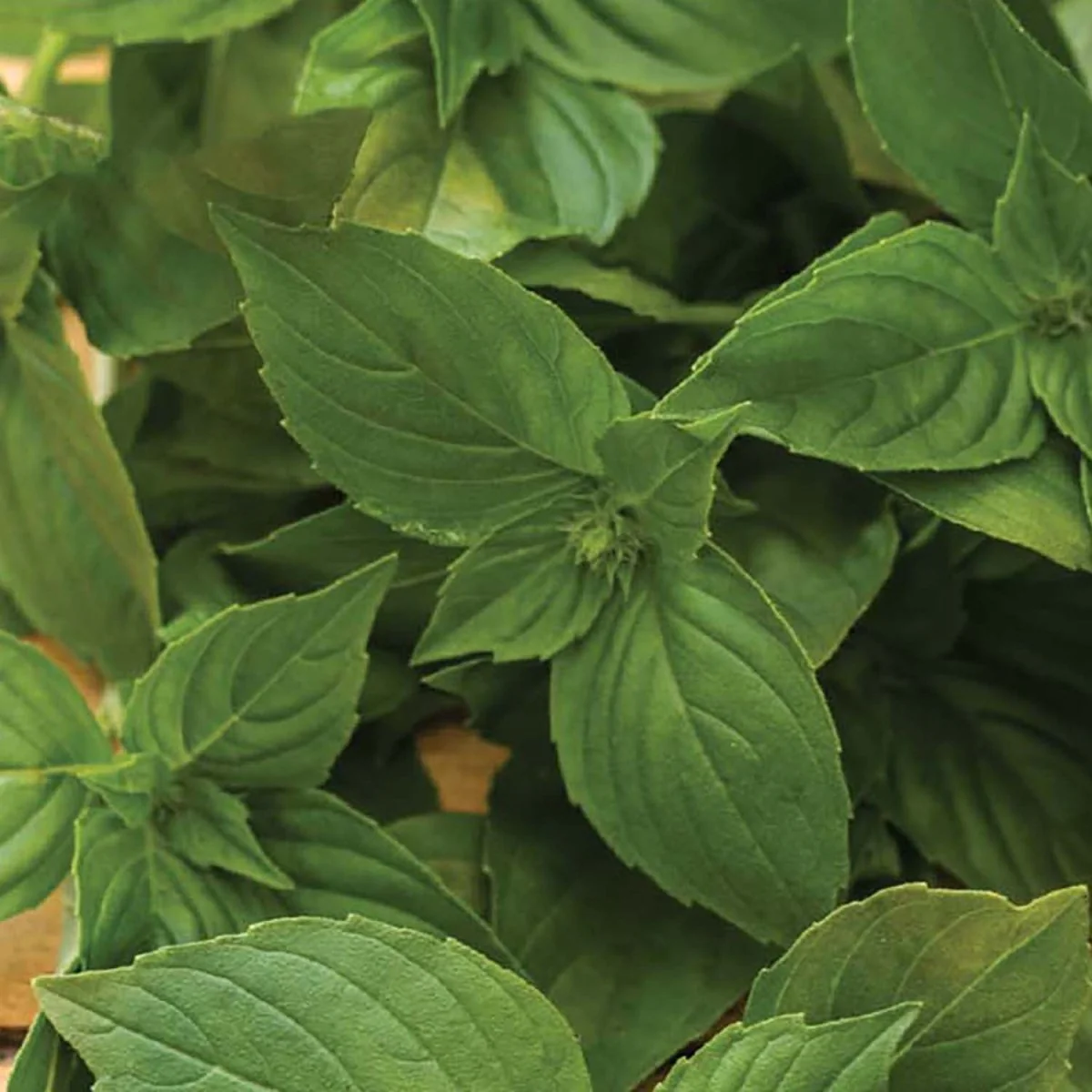 Image of Basil, Lemon Seeds, 400mg