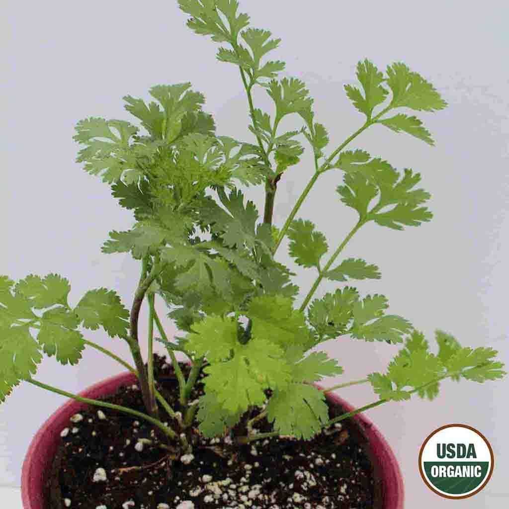 Image of Cilantro, Coriander Organic Seeds, 1.8g