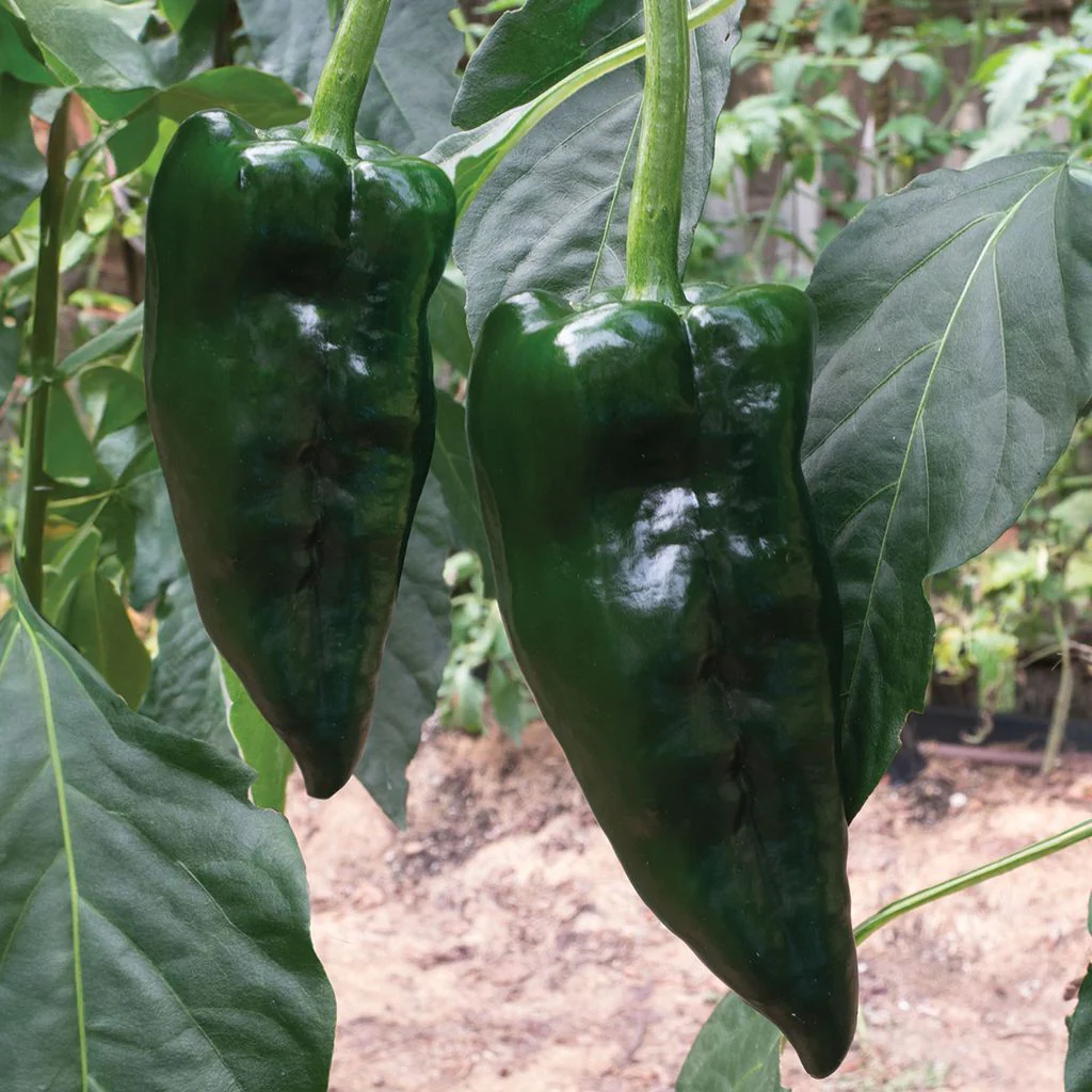 Image of Pepper, Poblano Seeds, 600mg