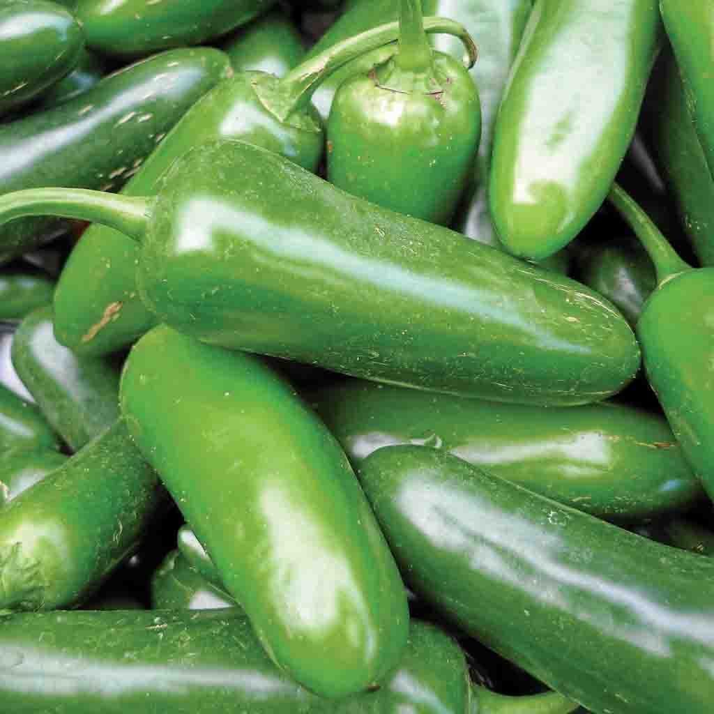 Image of Pepper, Jalapeno Mild Organic Seeds, 400mg