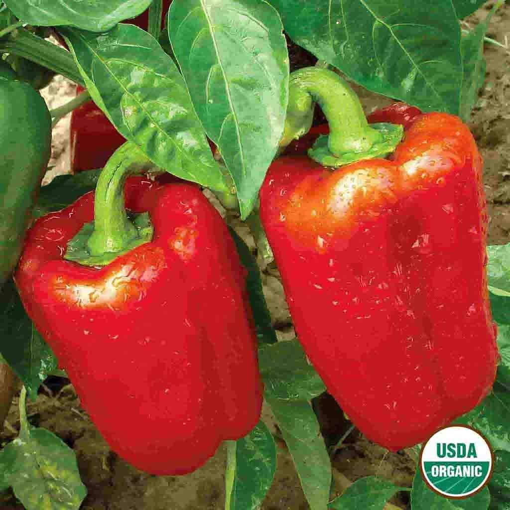 Image of Pepper, California Wonder Organic Seeds, 400mg