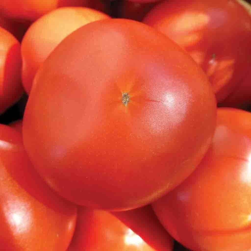 Image of Tomato, Mortgage Lifter Heirloom Seeds, 400mg