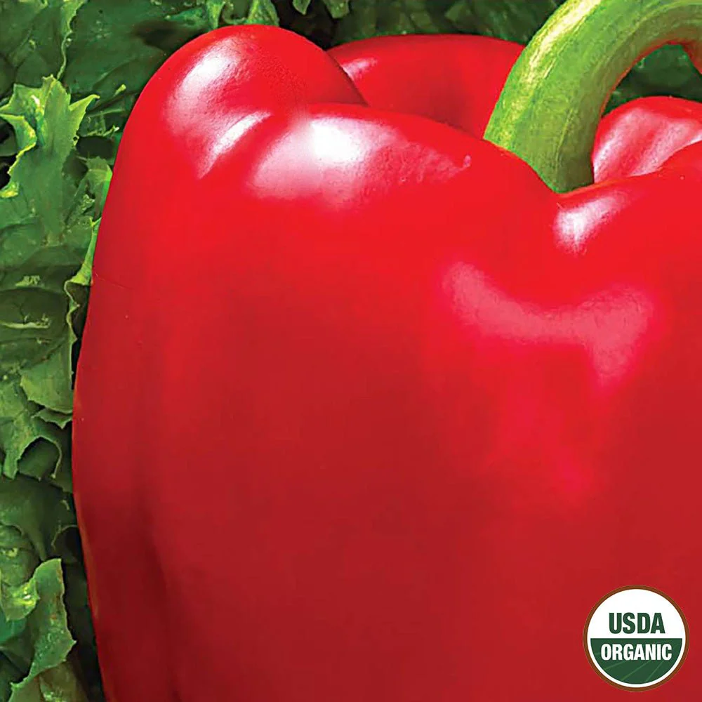 Image of Pepper, Chinese Giant Organic Seeds, 400mg