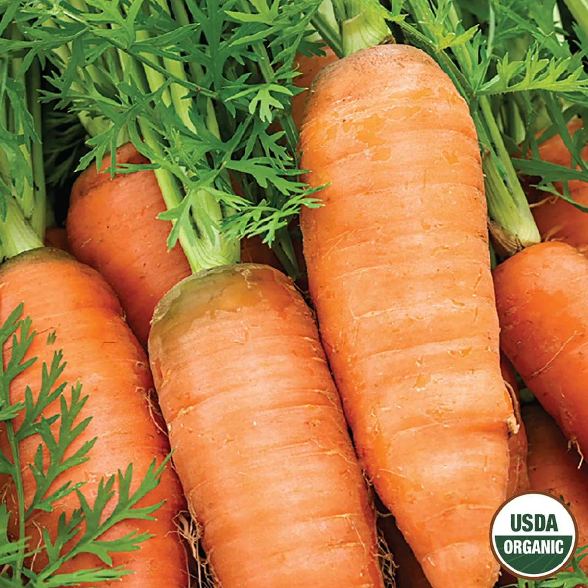 Image of Carrot, Petite Sweet Organic Seeds , 1.3g