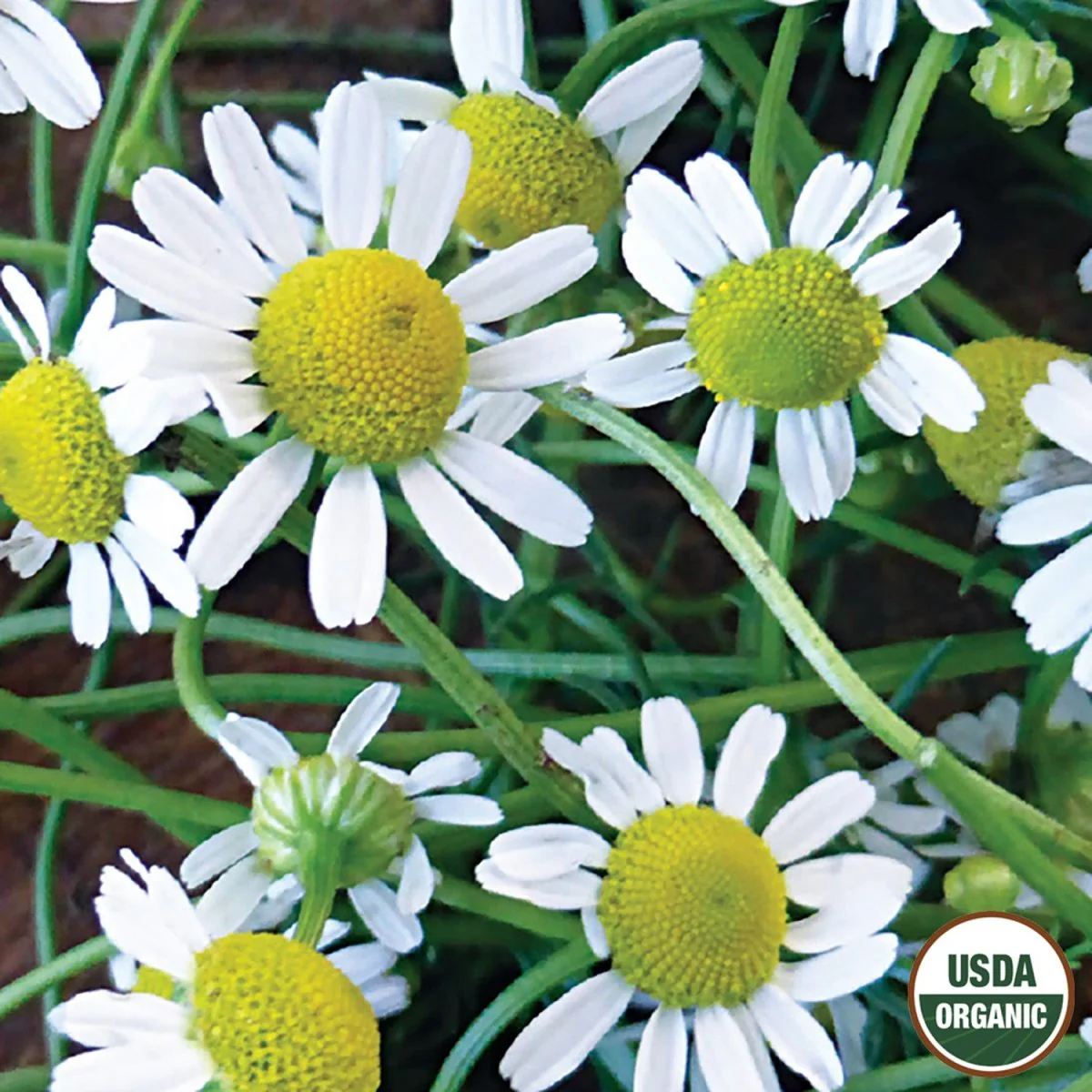 Image of Chamomile Organic Seeds, 200mg