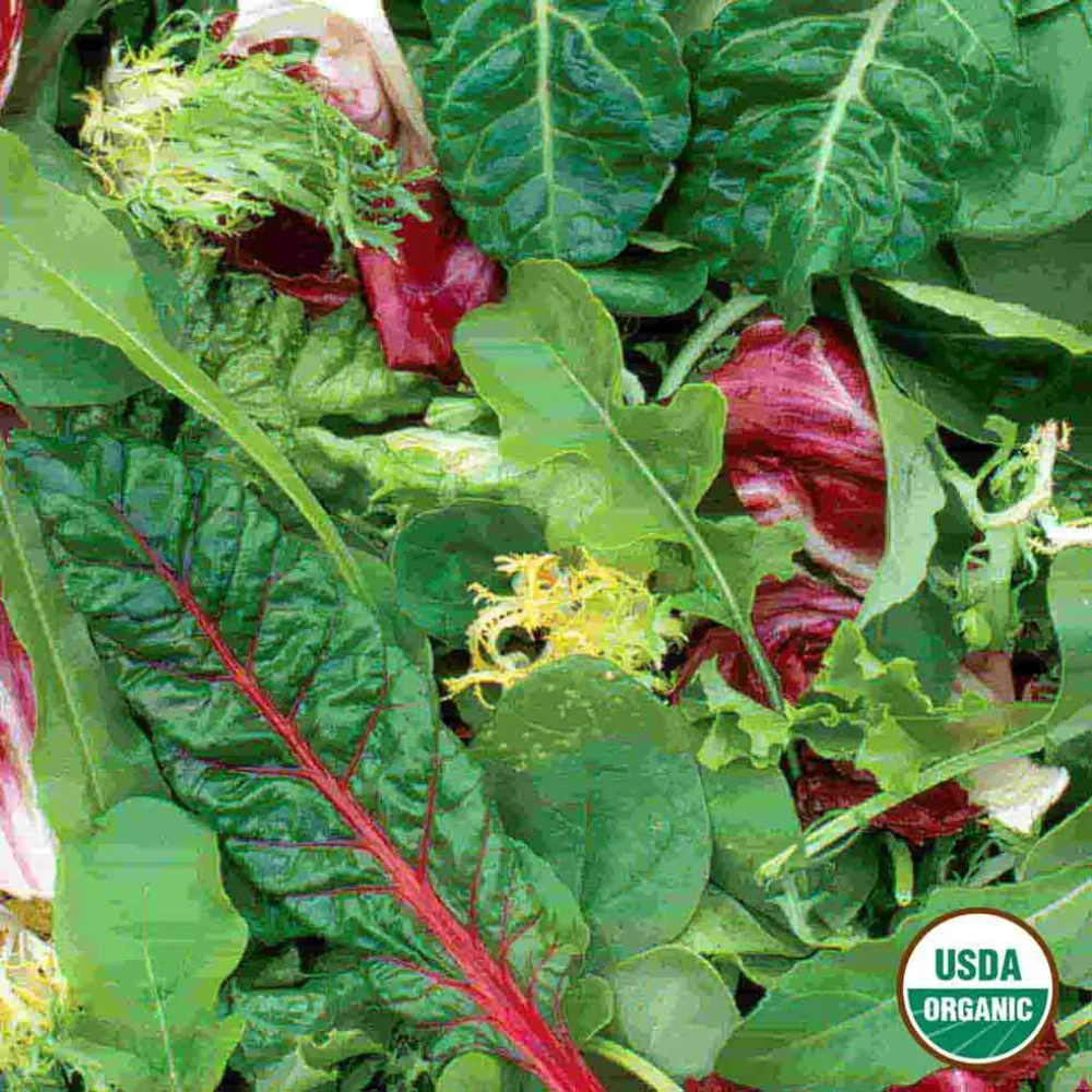 Image of Mesclun, Gourmet Greens Mixture Organic Seeds, 1.8g