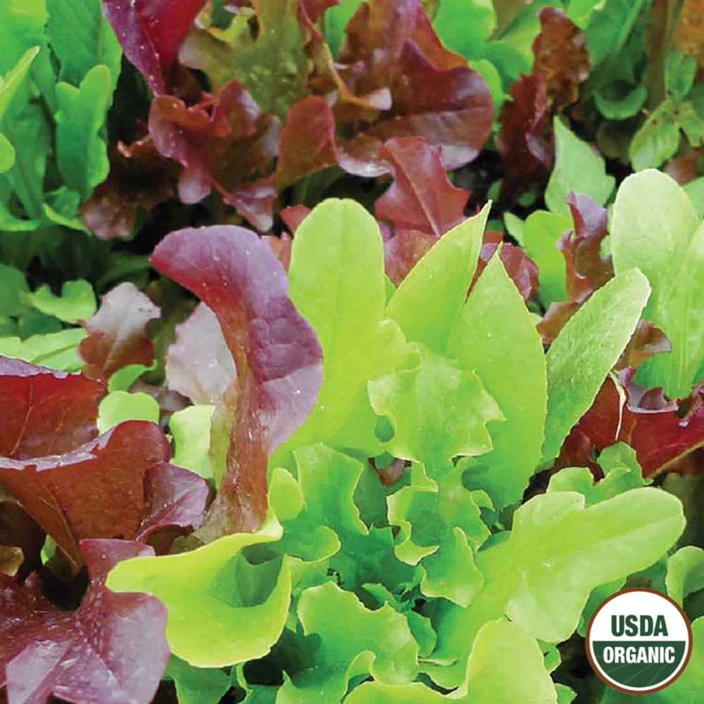 Image of Lettuce, Gourmet Blend Organic Seeds, 1.2g