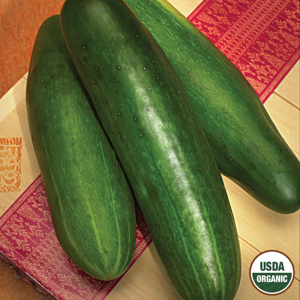Image of Cucumber, Bushy Organic Seeds, 1.2g