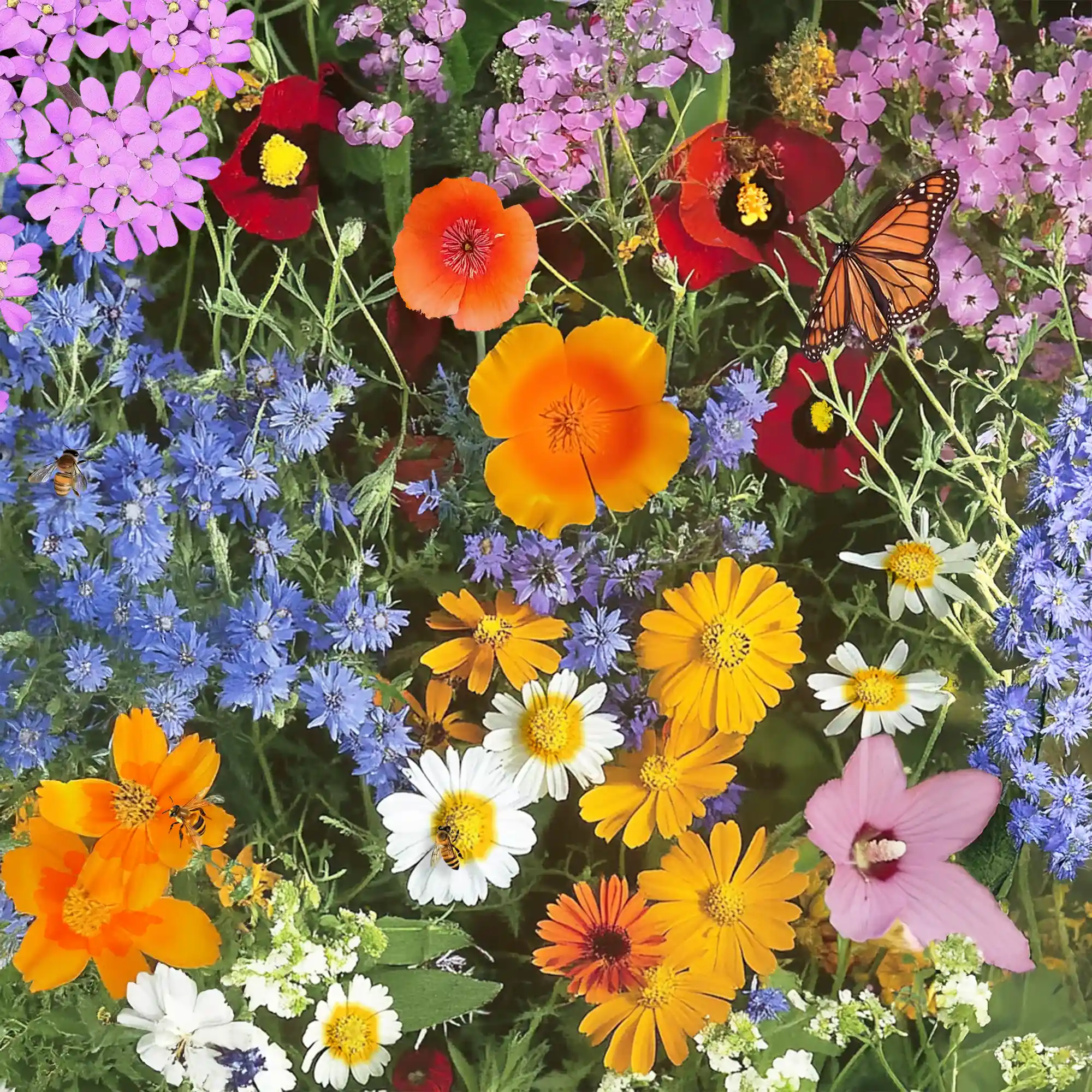 Image of Annual Mix Bulk Flower Seeds, 1lb