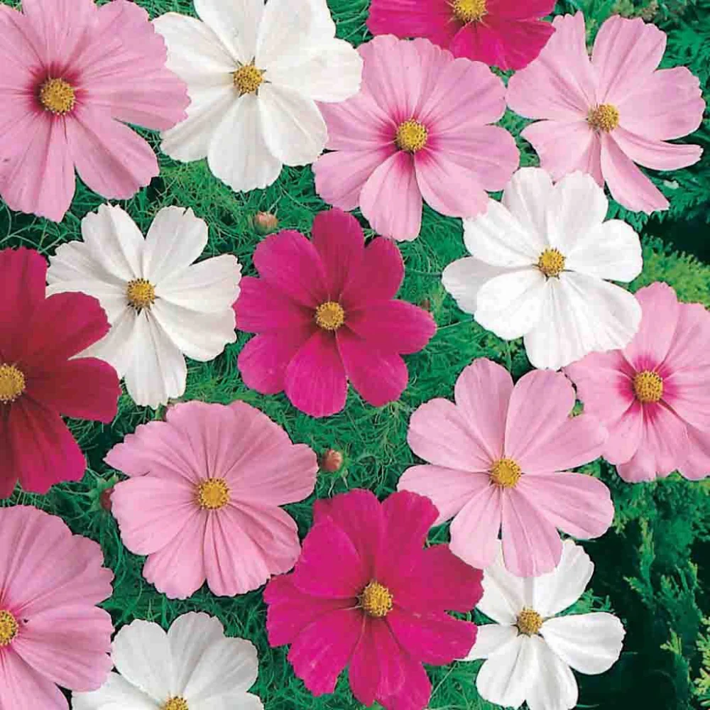 Image of Cosmos, Dwarf Cutesy Mixed Colors Seeds, 500mg