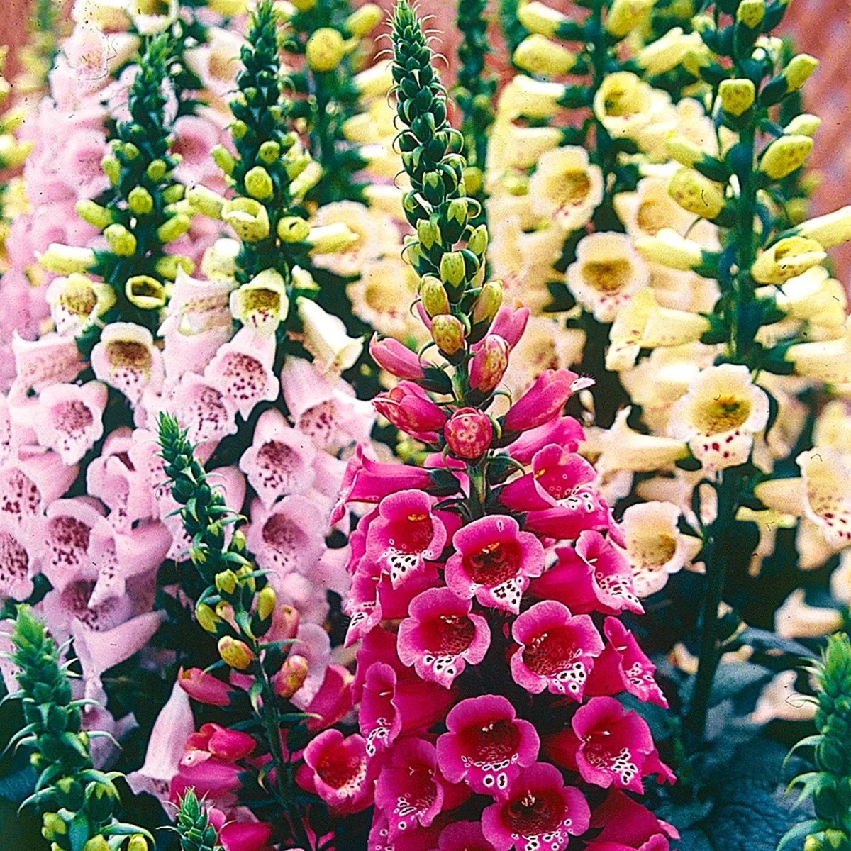 Image of Foxglove, Mixed Colors Seeds, 400mg
