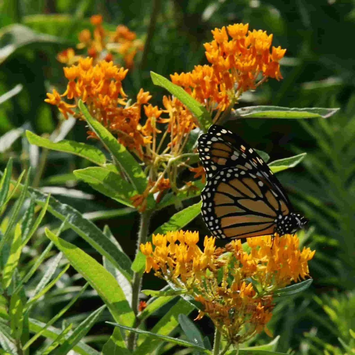 Image of Asclepias Tuberosa, Butterfly Weed Seed, 300mg