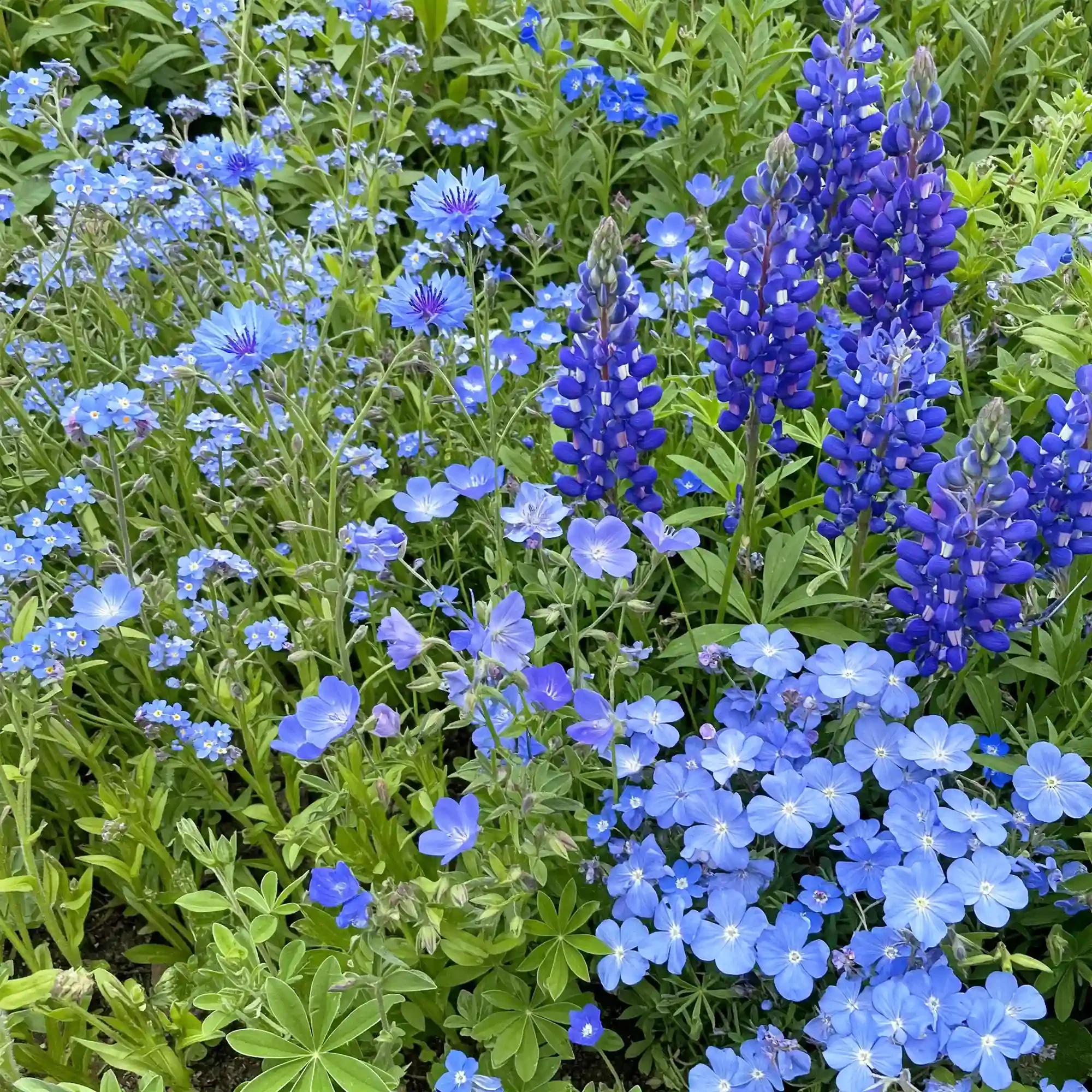 Image of Blue Mix Bulk Wildflower Seeds, 1lb