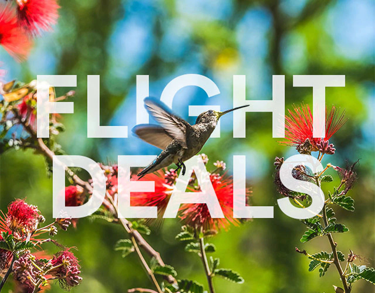 Flight Deals.