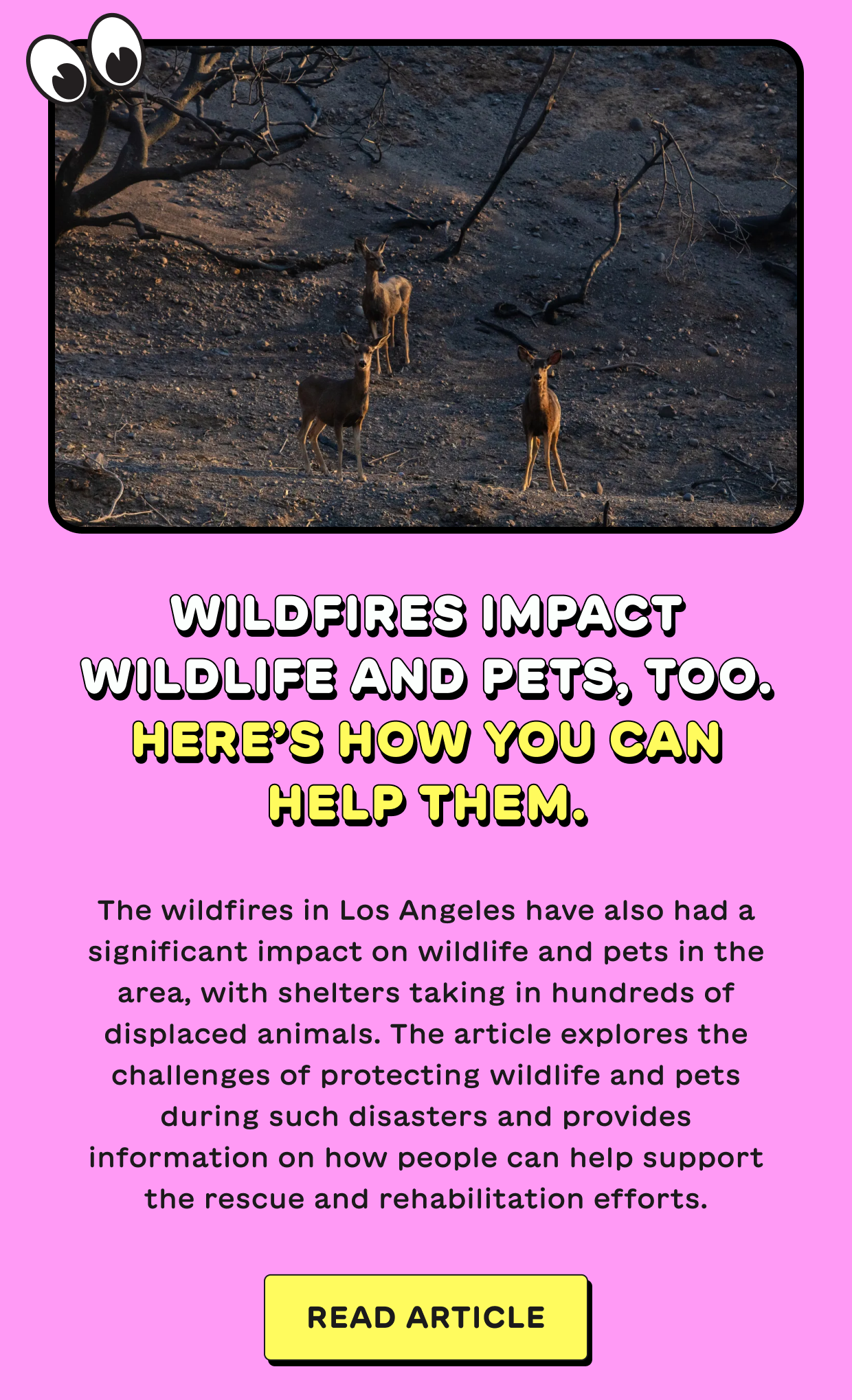 Wildfires impact wildlife and pets, too. Here’s how you can help them.