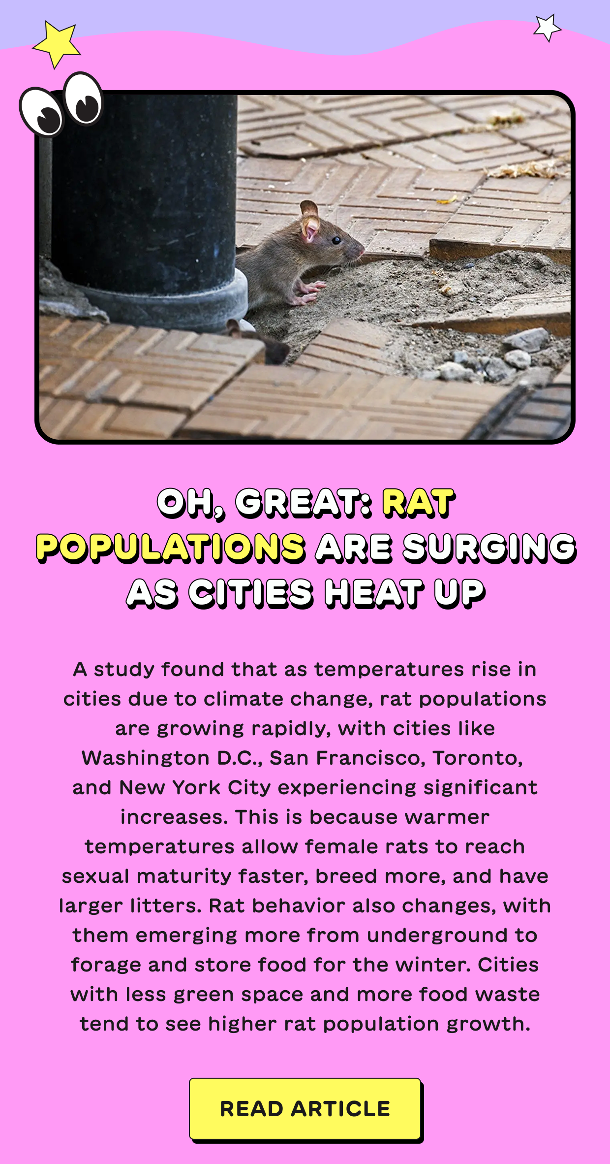 Oh, great: Rat populations are surging as cities heat up