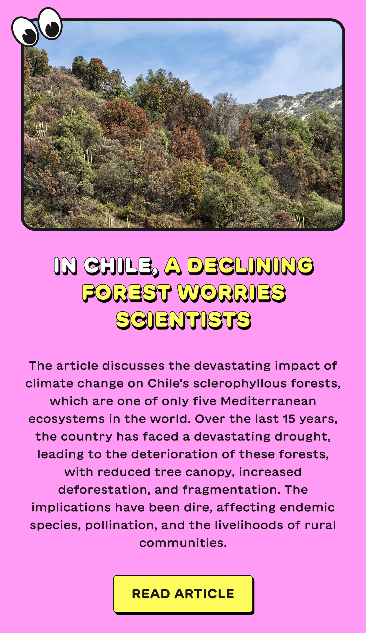 In Chile, a Declining Forest Worries Scientists