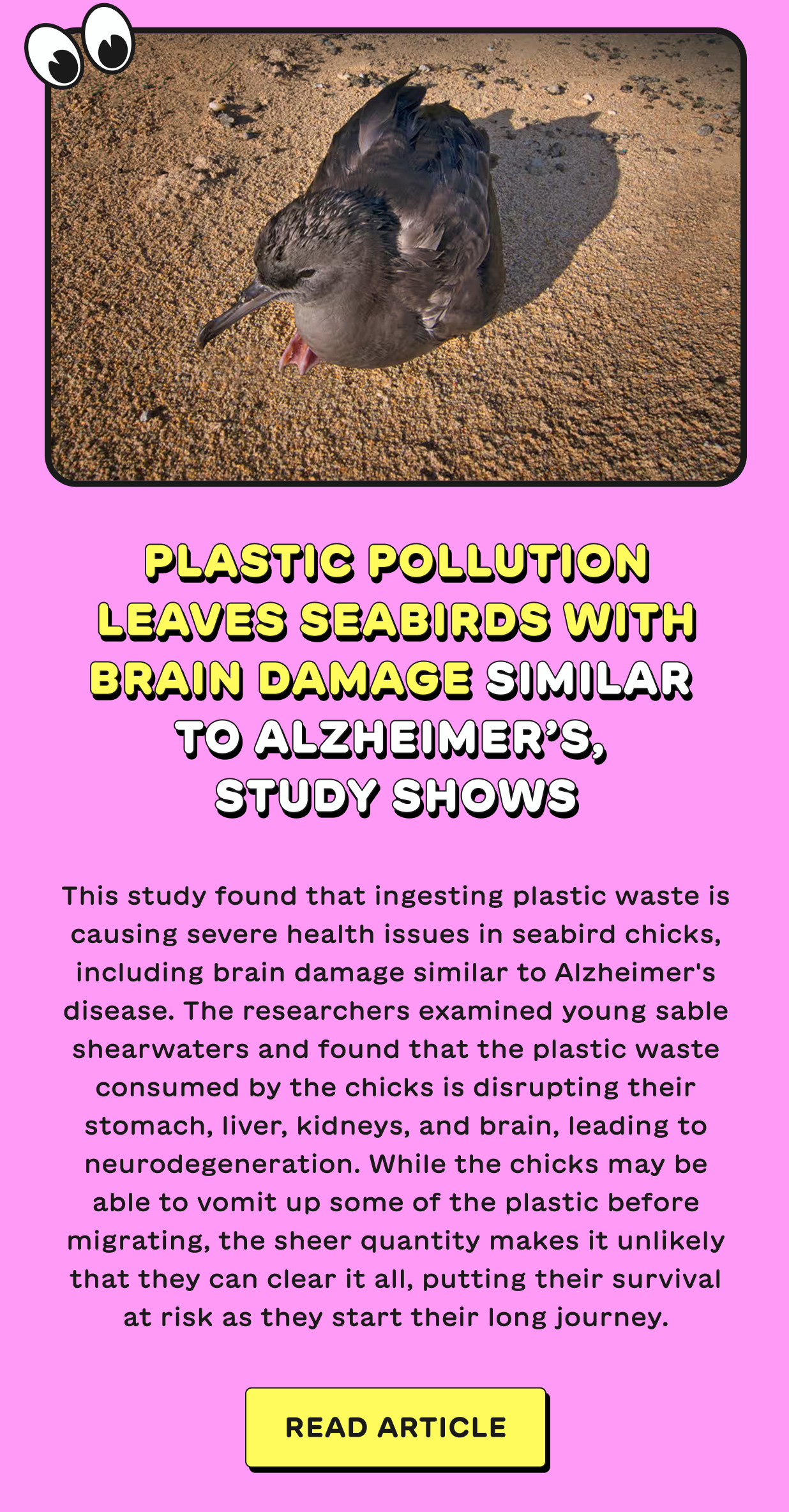 Plastic pollution leaves seabirds with brain damage similar  to Alzheimer’s, study shows