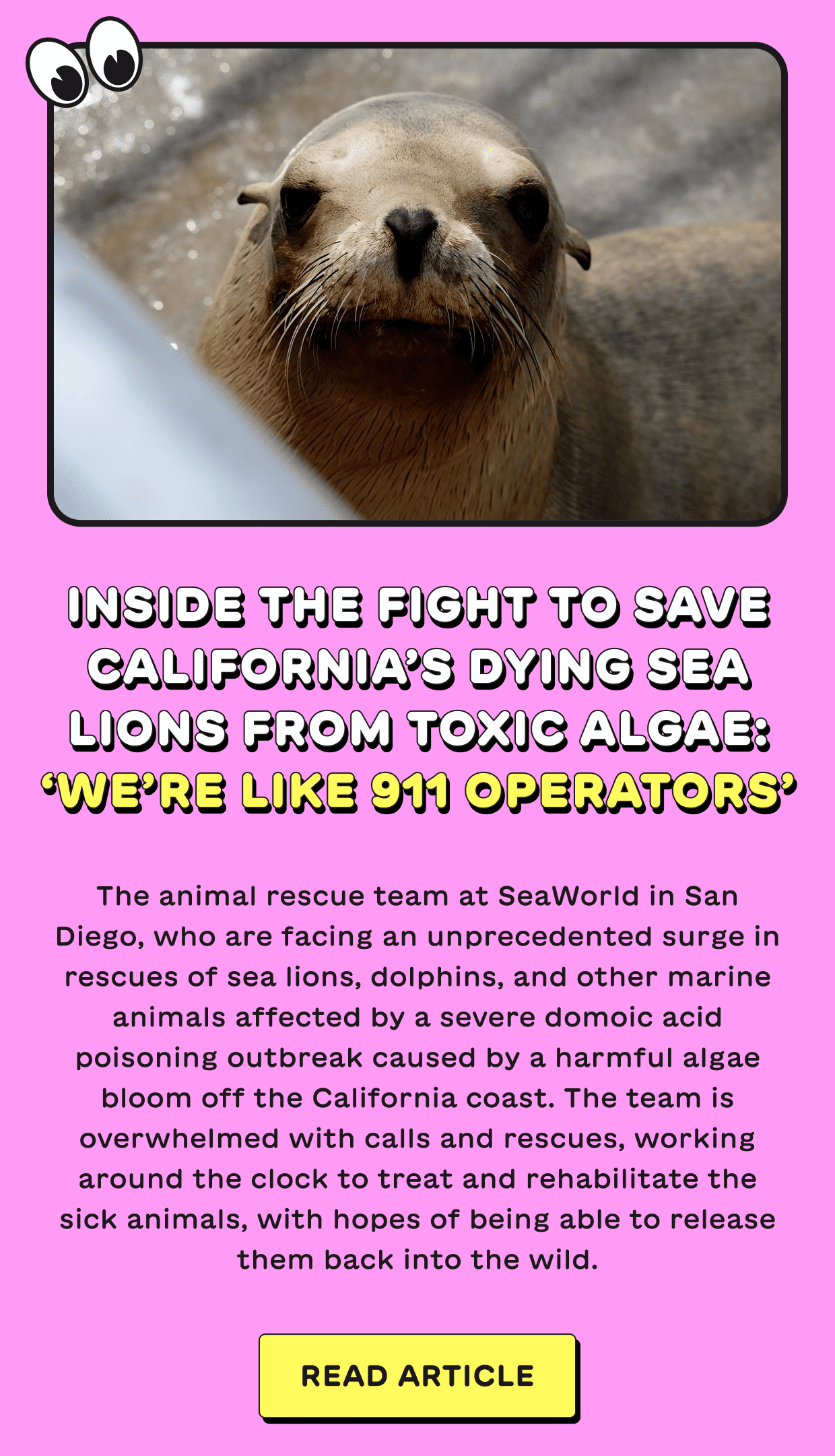 Inside the fight to save California’s dying sea lions from toxic algae: ‘We’re like 911 operators’
