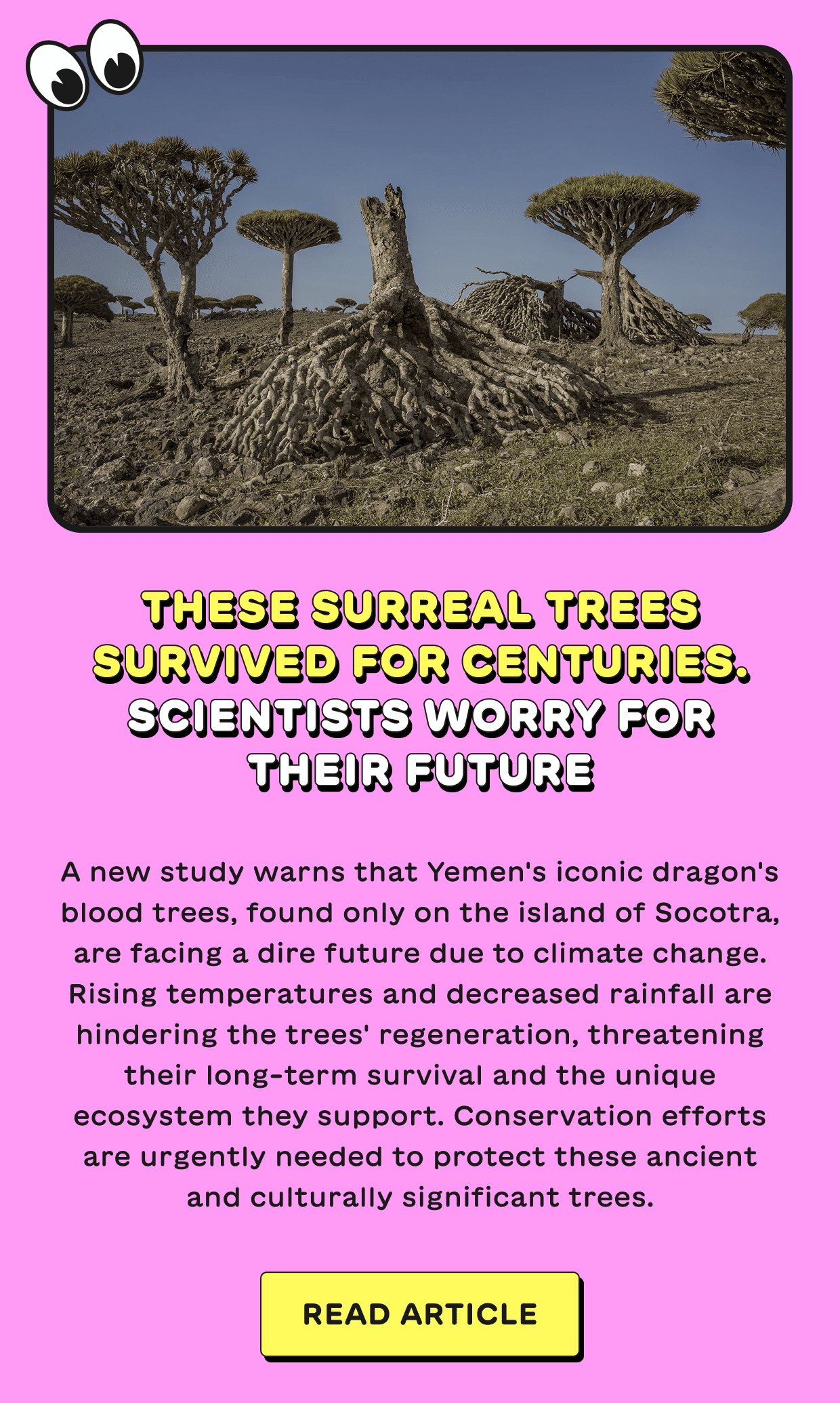 These surreal trees survived for centuries. Scientists worry for their future