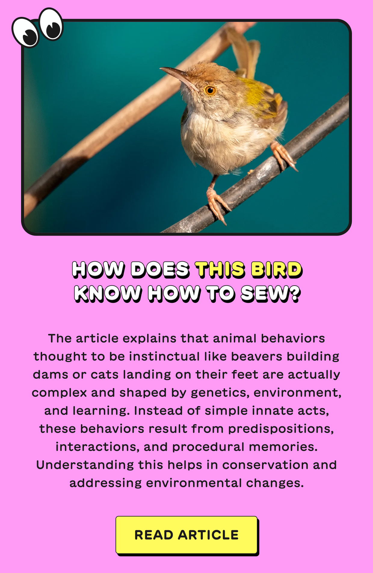 How Does This Bird Know How To Sew?