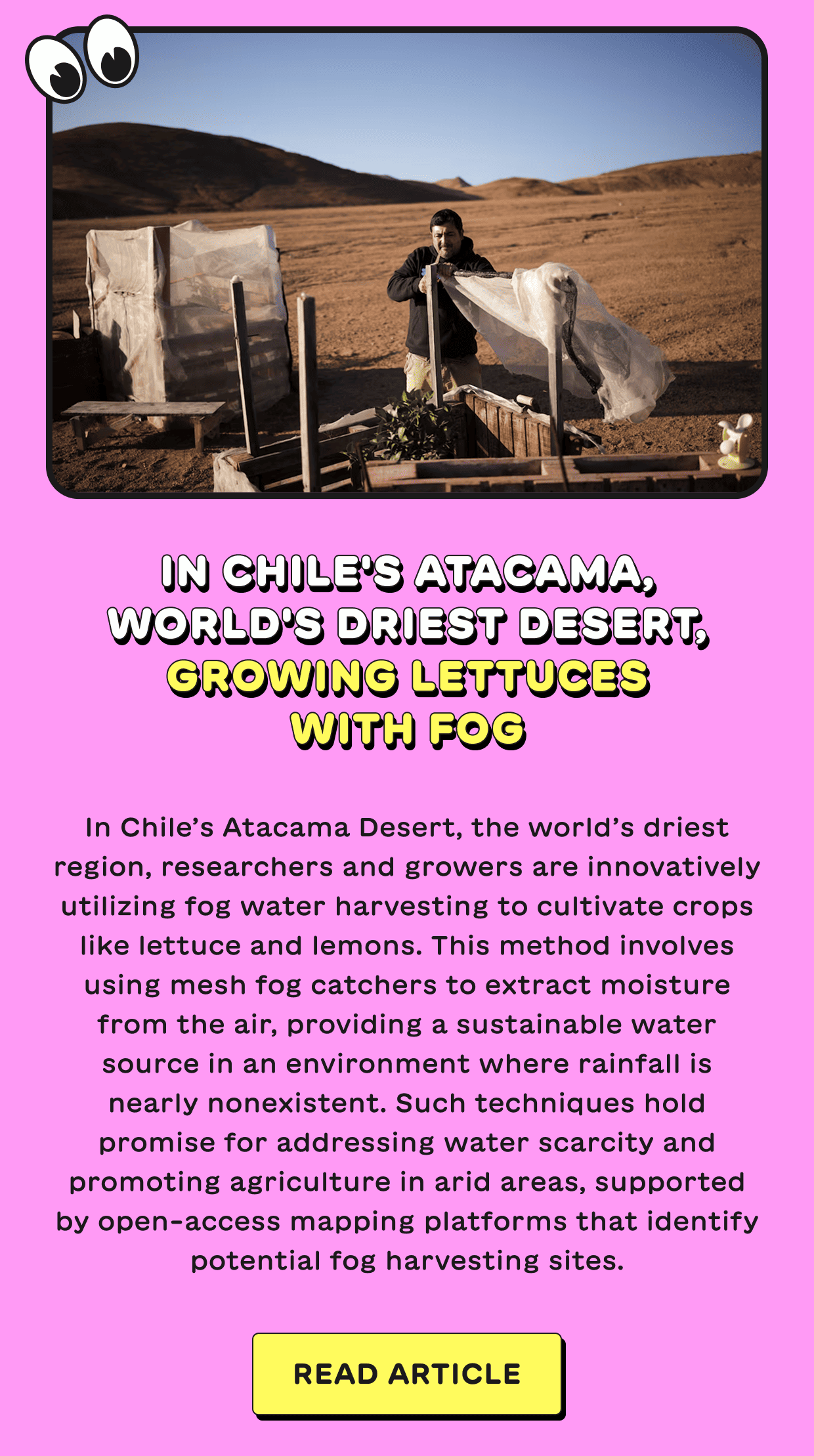 In Chile's Atacama, world's driest desert, growing lettuces with fog