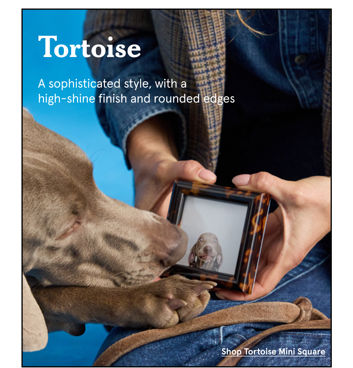 Tortoise. A sophisticated style, with a high-shine finish and rounded edges 