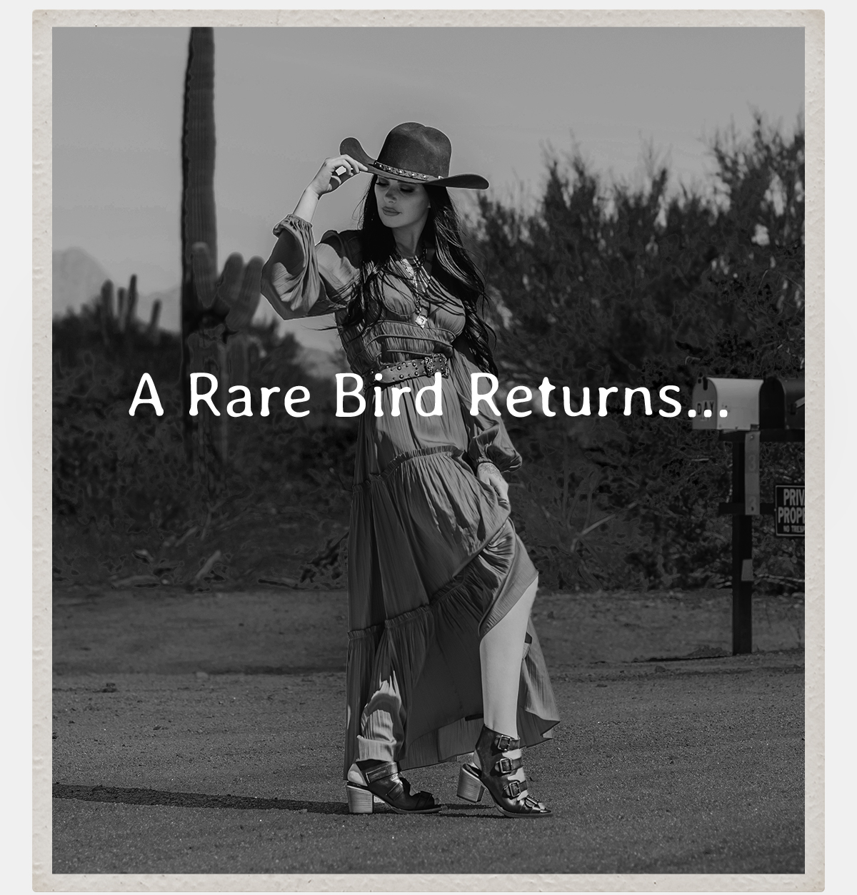 A Rare Bird Returns - Quail Black