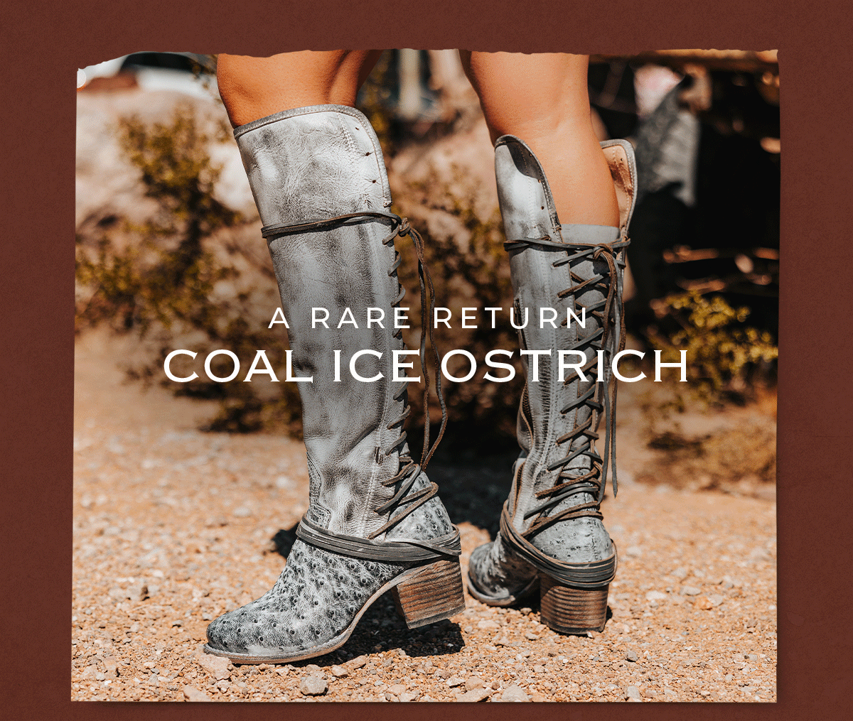 A Rare Return: COAL Ice Ostrich