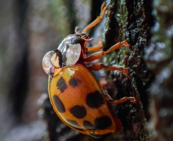 Macro