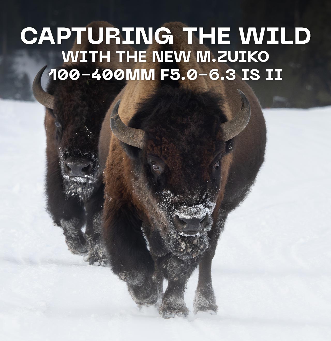 Capturing the Wild with the New M.Zuiko 100-400mm F5.0-6.3 IS II