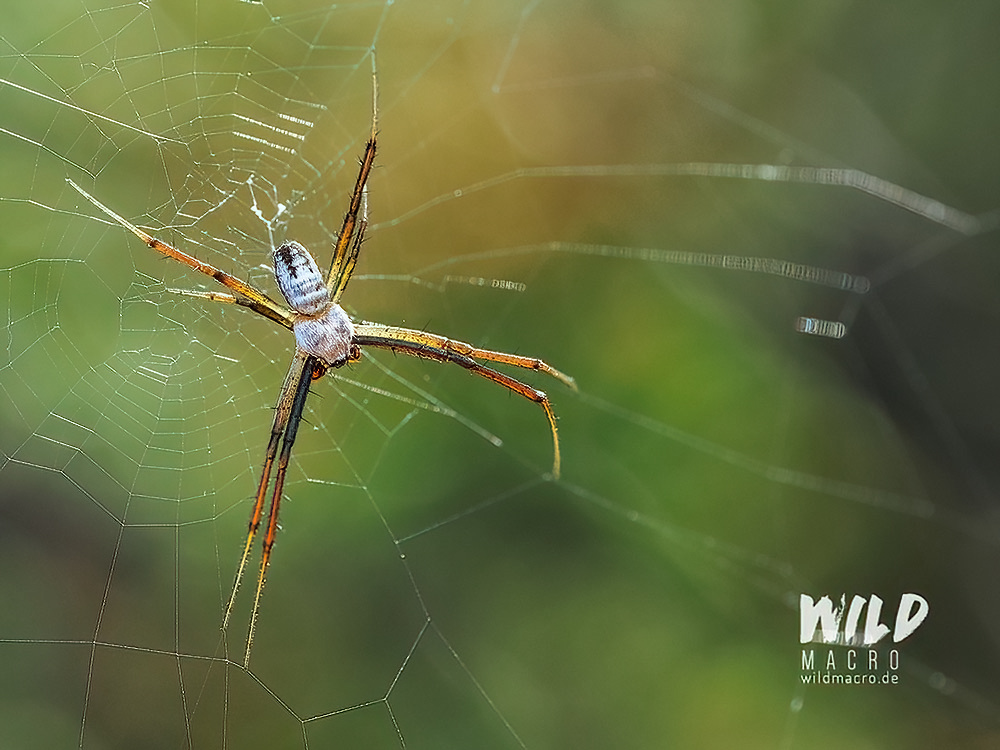 Macro image