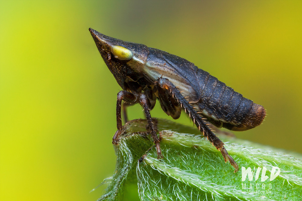 Macro image