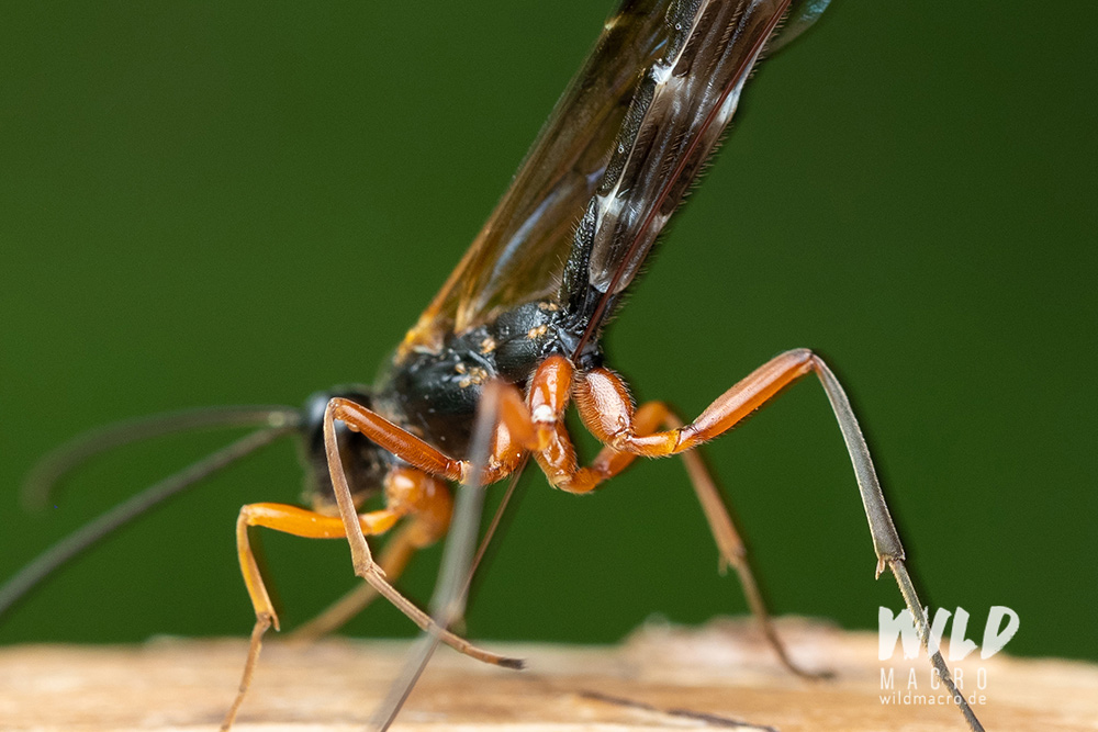 Macro image