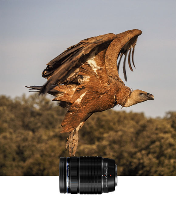Lens