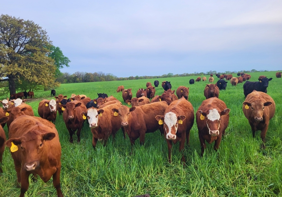 pasture, missouri cattle