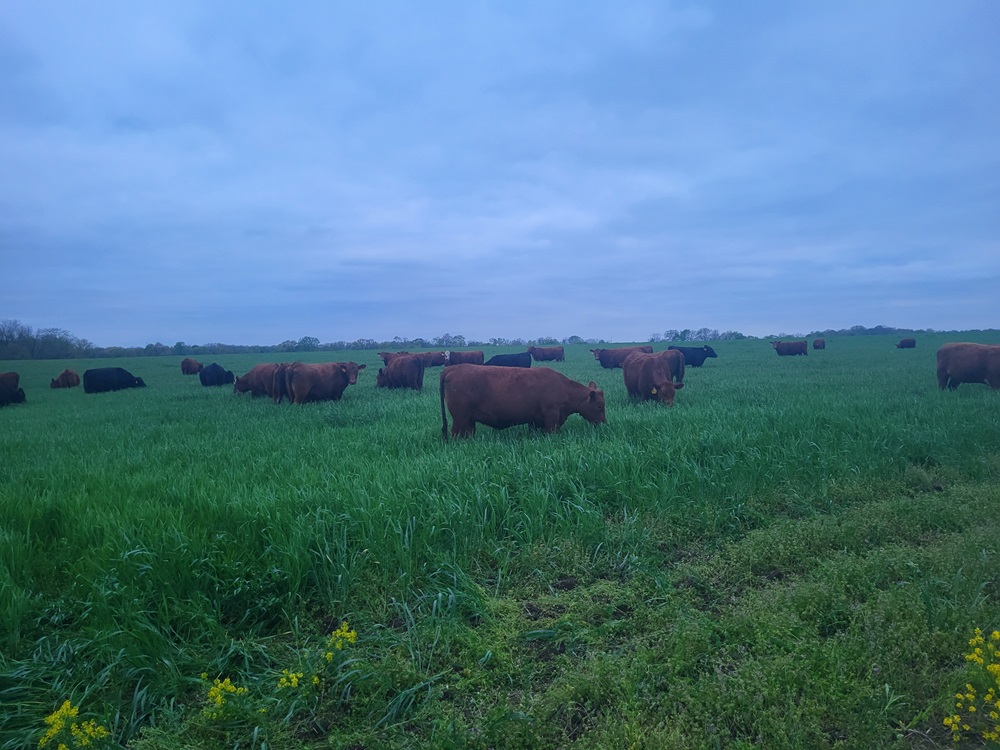 Missouri Cattle Grazing