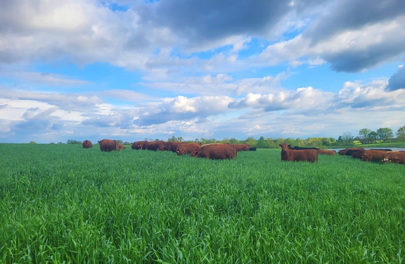 Grazing, Grass-fed beef