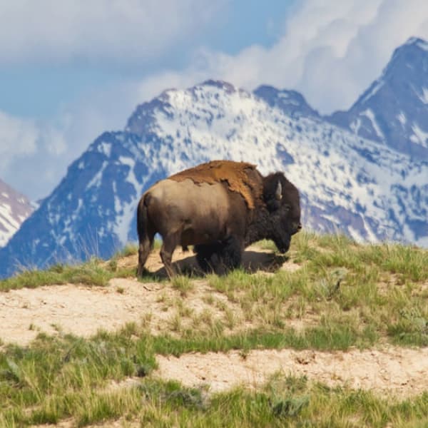Guide to Bison 