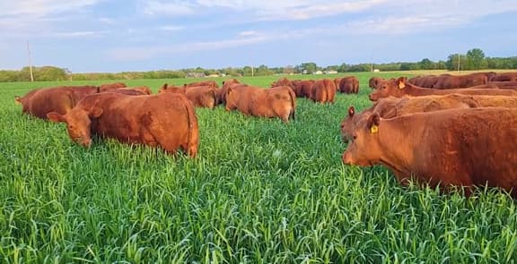 northeast Missouri pasture