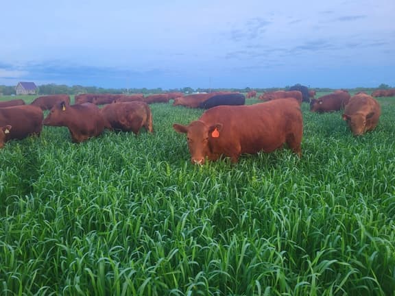 pasture, missouri cattle