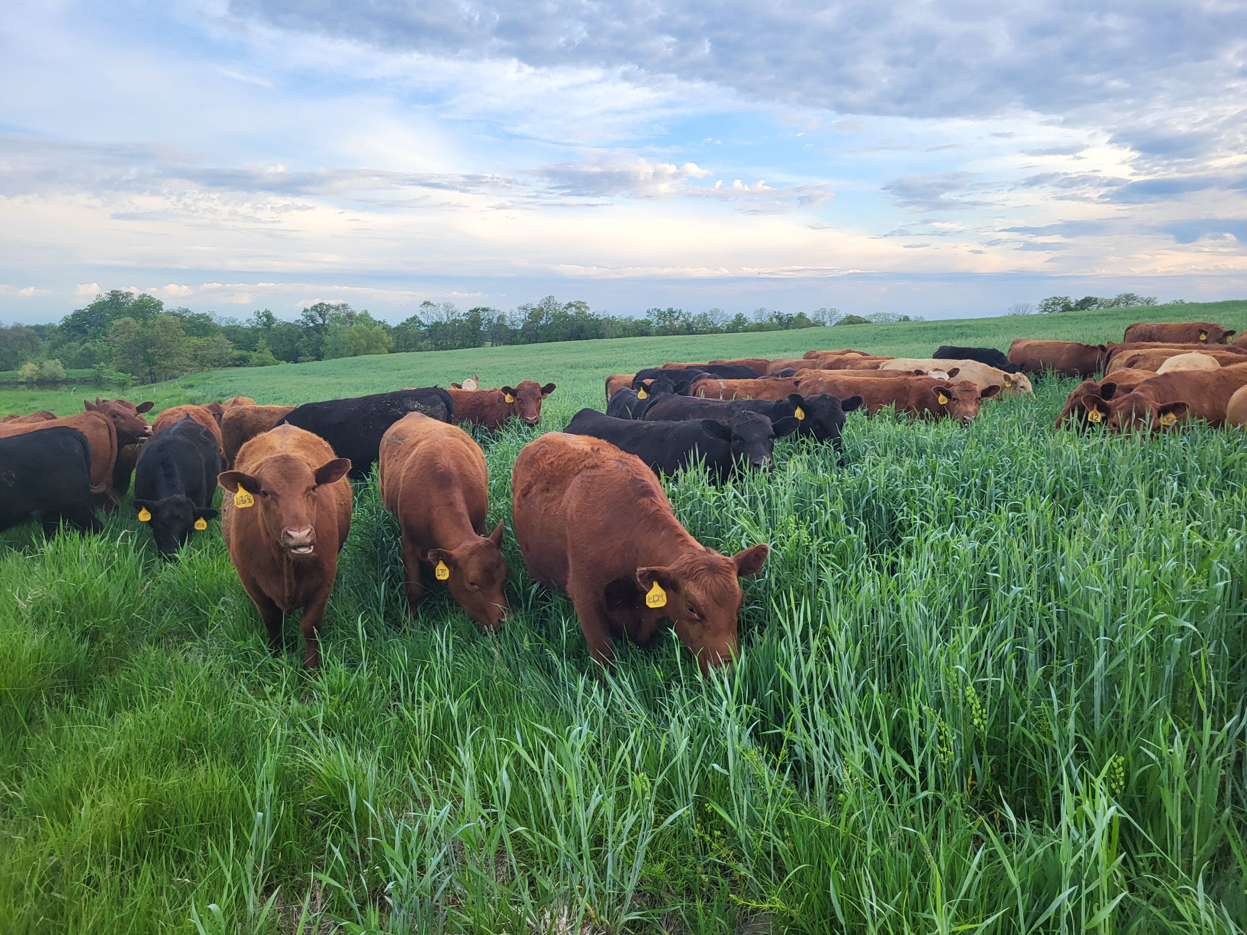 Missouri Cattle Grazing