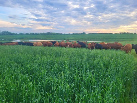 Grazing, Grass-fed beef